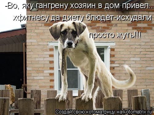 -Во, яку гангрену хозяин в дом привел... хфитнесу да диету блюдёт-исхудали просто жуть!!!... Котоматрица: -Во, яку гангрену хозяин в дом привел... хфитнесу да диету блюдёт-исхудали просто жуть!!!