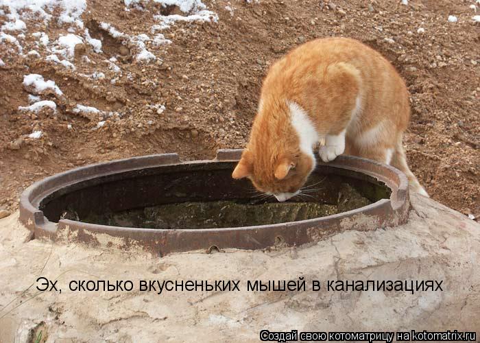 Эх, сколько вкусненьких мышей в канализациях... Котоматрица: Эх, сколько вкусненьких мышей в канализациях
