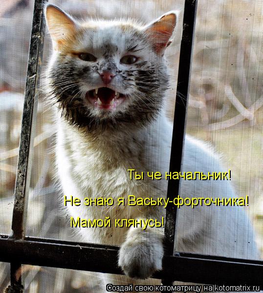 Ты че начальник! Не знаю я Ваську-форточника! Мамой клянусь!... Котоматрица: Ты че начальник! Не знаю я Ваську-форточника! Мамой клянусь!
