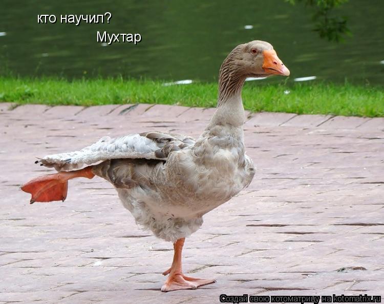 кто научил? Мухтар... Котоматрица: кто научил? Мухтар