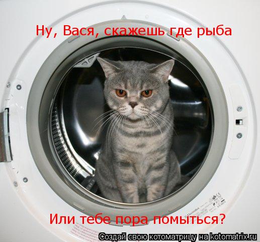 Котоматрица: Ну, Вася, скажешь где рыба Или тебе пора помыться?