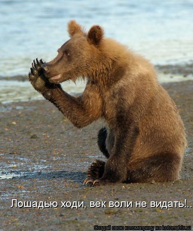 Лошадью ходи, век воли не видать!..... Котоматрица: Лошадью ходи, век воли не видать!..