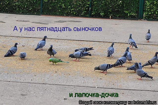 А у нас пятнадцать сыночков и лапочка-дочка... Котоматрица: А у нас пятнадцать сыночков и лапочка-дочка