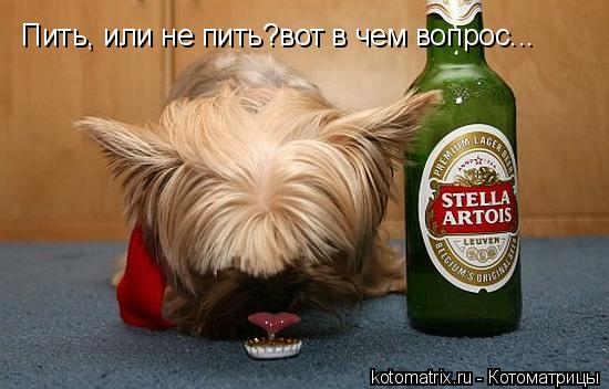 Пить, или не пить?вот в чем вопрос...... Котоматрица: Пить, или не пить?вот в чем вопрос...