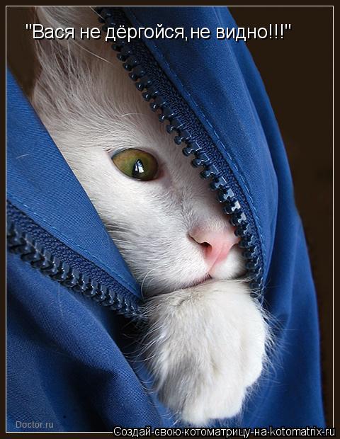 "Вася не дёргойся,не видно!!!"... Котоматрица: "Вася не дёргойся,не видно!!!"
