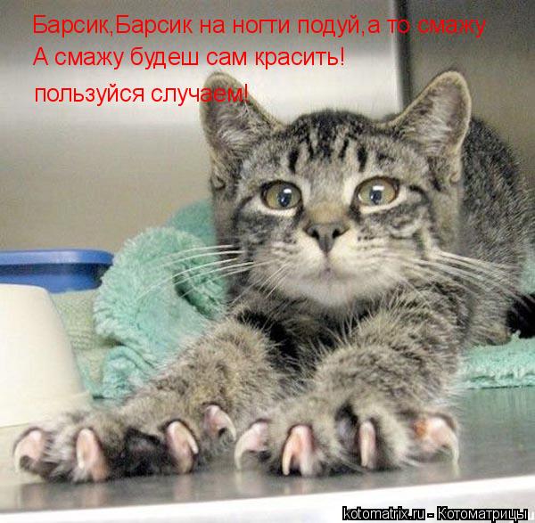 Барсик,Барсик на ногти подуй,а то смажу пользуйся случаем! А смажу будеш сам красить!... Котоматрица: Барсик,Барсик на ногти подуй,а то смажу пользуйся случаем! А смажу будеш сам красить!