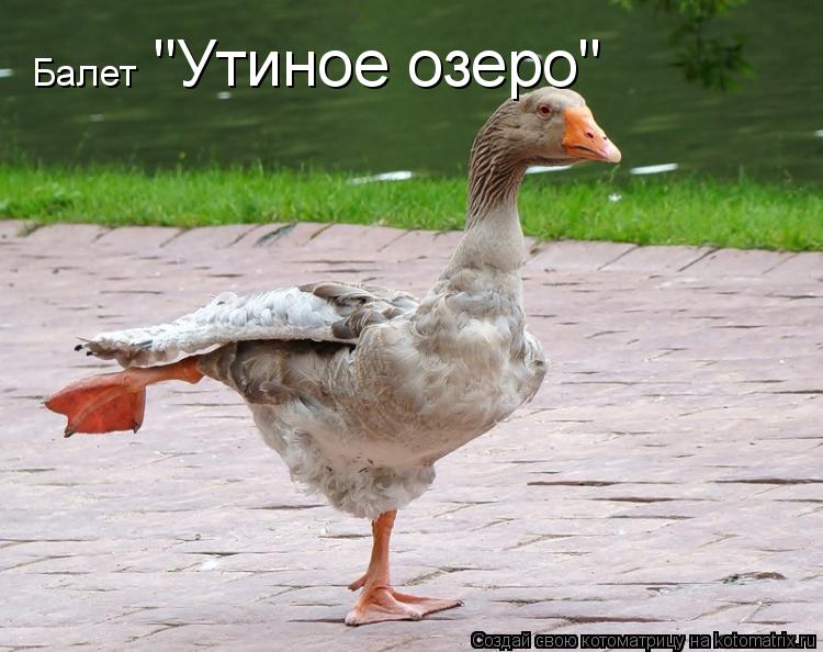 Балет "Утиное озеро"... Котоматрица: Балет "Утиное озеро"