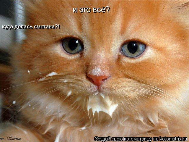 и это всё? куда делась сметана?!... Котоматрица: и это всё? куда делась сметана?!