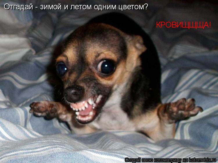 Отгадай - зимой и летом одним цветом? КРОВИЩЩЩА!... Котоматрица: Отгадай - зимой и летом одним цветом? КРОВИЩЩЩА!