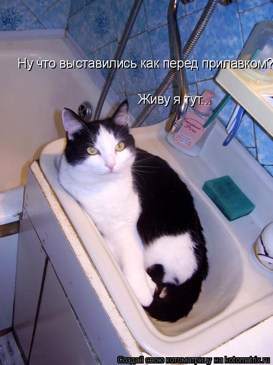 Ну что выставились как перед прилавком? Живу я тут... Ну что выставились как перед прилавком? Живу я ... Котоматрица: Ну что выставились как перед прилавком? Живу я тут... Ну что выставились как перед прилавком? Живу я тут... Живу я тут...