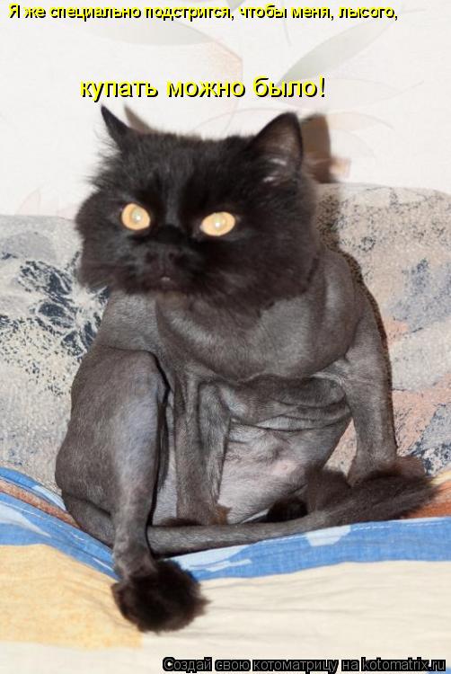 Я же специально подстригся, чтобы меня, лысого, купать можно было!... Котоматрица: Я же специально подстригся, чтобы меня, лысого, купать можно было!