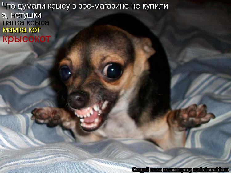 Что думали крысу в зоо-магазине не купили а, нетушки папка крыса мамка кот крысокот... Котоматрица: Что думали крысу в зоо-магазине не купили а, нетушки папка крыса мамка кот крысокот