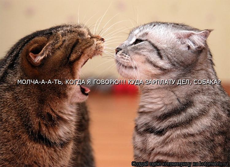 МОЛЧА-А-А-ТЬ, КОГДА Я ГОВОРЮ!!! КУДА ЗАРПЛАТУ ДЕЛ, СОБАКА?... Котоматрица: МОЛЧА-А-А-ТЬ, КОГДА Я ГОВОРЮ!!! КУДА ЗАРПЛАТУ ДЕЛ, СОБАКА?