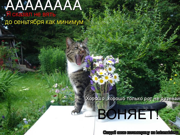 АААААААА Я сказал не вять до сеньтября как минимум Хорошо ,хорошо только рот не разевай ВОНЯЕТ!... Котоматрица: АААААААА Я сказал не вять до сеньтября как минимум Хорошо ,хорошо только рот не разевай ВОНЯЕТ!