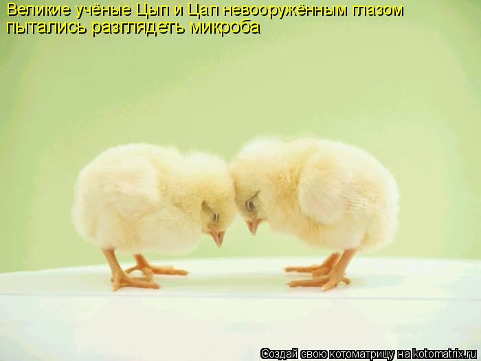 Великие учёные Цып и Цап невооружённым глазом пытались разглядеть микроба... Котоматрица: Великие учёные Цып и Цап невооружённым глазом пытались разглядеть микроба