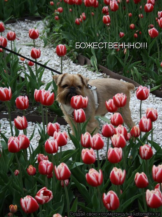 БОЖЕСТВЕНННО!!!... Котоматрица: БОЖЕСТВЕНННО!!!