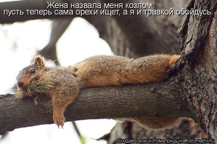 Жена назвала меня козлом, пусть теперь сама орехи ищет, а я и травкой обойдусь... Котоматрица: Жена назвала меня козлом, пусть теперь сама орехи ищет, а я и травкой обойдусь