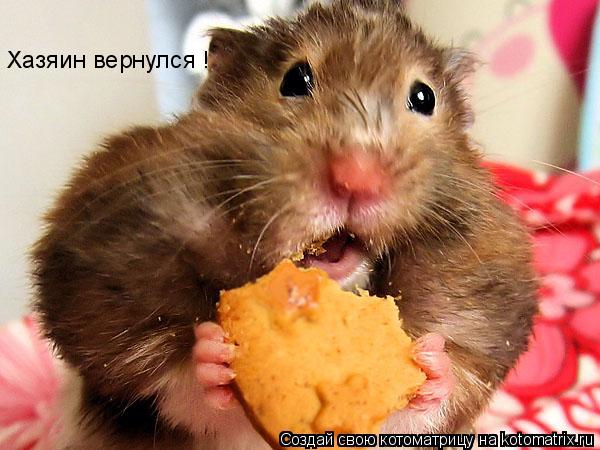 Хазяин вернулся !... Котоматрица: Хазяин вернулся !