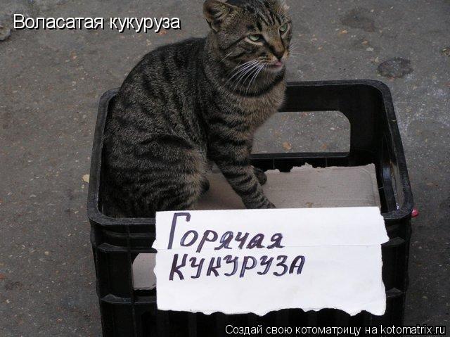 Воласатая кукуруза... Котоматрица: Воласатая кукуруза