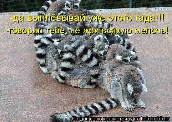 -да выплёвывай уже этого гада!!! -говорил тебе, не жри всякую мелочь!... Котоматрица: -да выплёвывай уже этого гада!!! -говорил тебе, не жри всякую мелочь!