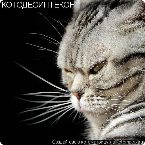 КОТОДЕСИПТЕКОН... Котоматрица: КОТОДЕСИПТЕКОН