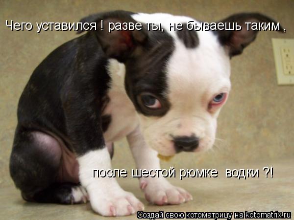 Чего уставился ! разве ты, не бываешь таким , после шестой рюмке водки ?!... Котоматрица: Чего уставился ! разве ты, не бываешь таким , после шестой рюмке водки ?!