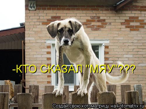 -КТО СКАЗАЛ "МЯУ"???... Котоматрица: -КТО СКАЗАЛ "МЯУ"???
