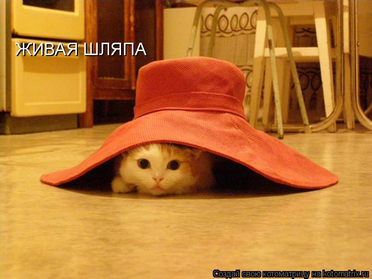 ЖИВАЯ ШЛЯПА... Котоматрица: ЖИВАЯ ШЛЯПА
