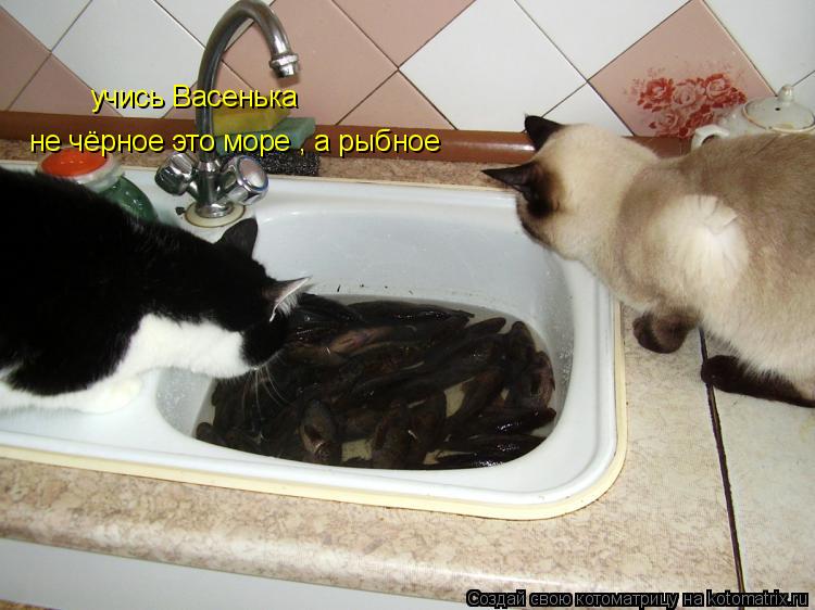 учись Васенька не чёрное это море , а рыбное... Котоматрица: учись Васенька не чёрное это море , а рыбное