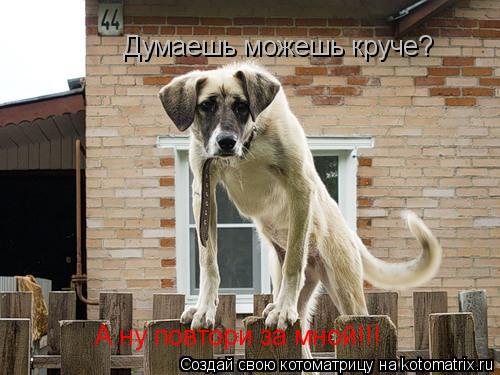 Думаешь можешь круче? А ну повтори за мной!!!... Котоматрица: Думаешь можешь круче? А ну повтори за мной!!!