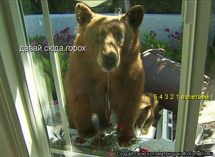 давай сюда горох . . . 5 4 3 2 1 взлетаем !... Котоматрица: давай сюда горох . . . 5 4 3 2 1 взлетаем !