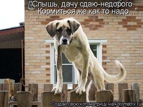 "Слышь, дачу сдаю-недорого. Кормиться же как то надо..."... Котоматрица: "Слышь, дачу сдаю-недорого. Кормиться же как то надо..."