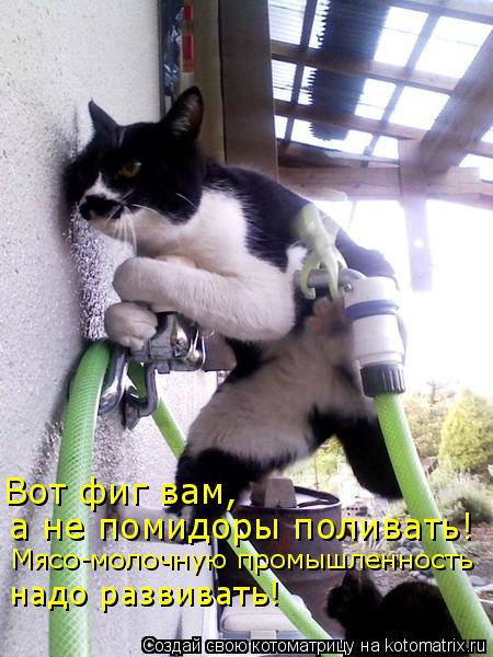 Вот фиг вам, а не помидоры поливать! Мясо-молочную промышленность надо развивать!... Котоматрица: Вот фиг вам, а не помидоры поливать! Мясо-молочную промышленность надо развивать!