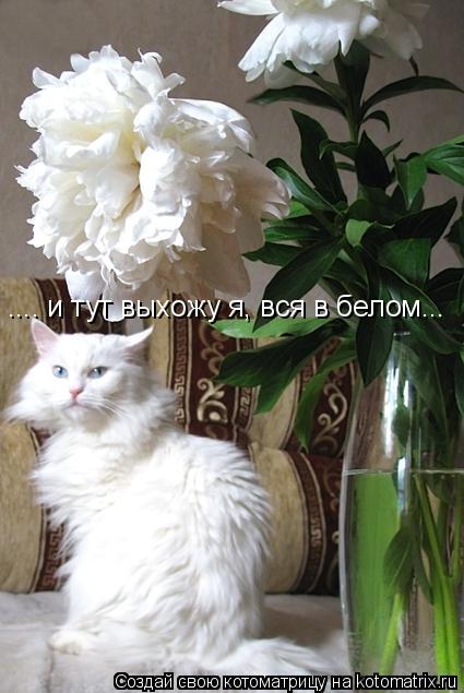 .... и тут выхожу я, вся в белом...... Котоматрица: .... и тут выхожу я, вся в белом...