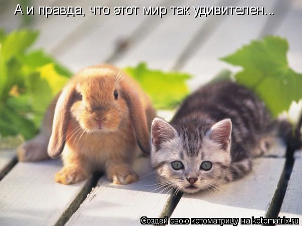 А и правда, что этот мир так удивителен...... Котоматрица: А и правда, что этот мир так удивителен...
