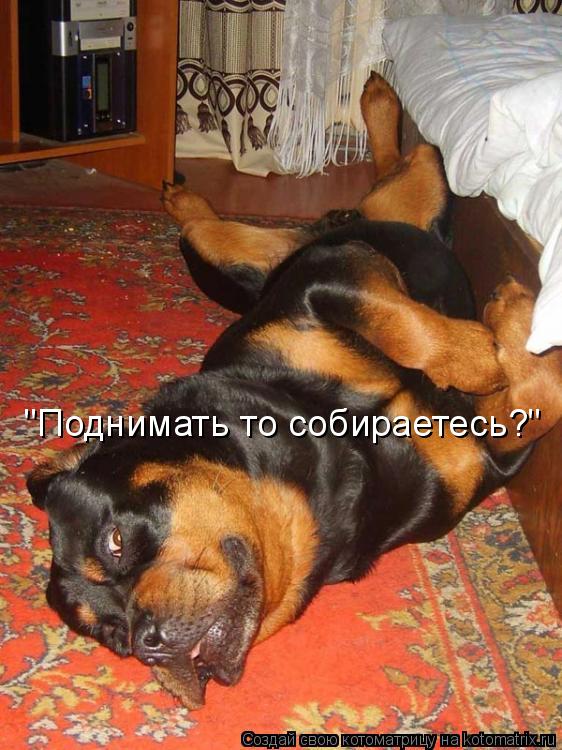 "Поднимать то собираетесь?"... Котоматрица: "Поднимать то собираетесь?"