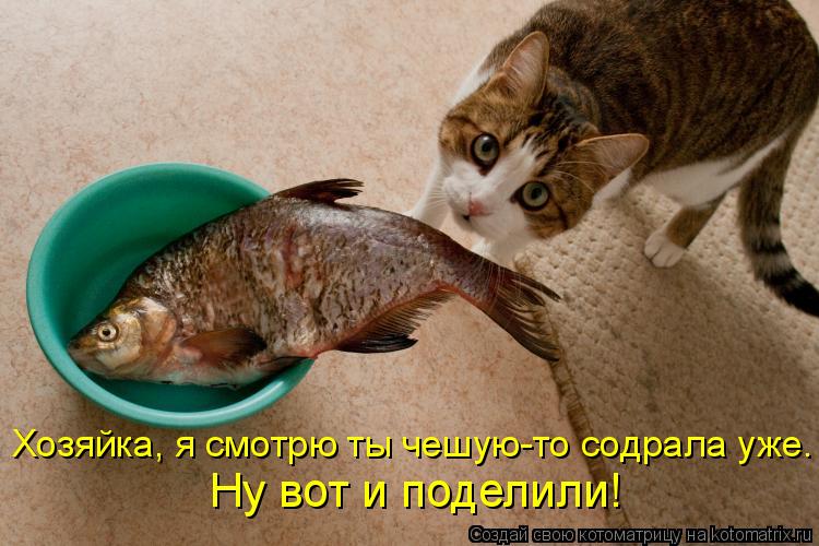Котоматрица: Хозяйка, я смотрю ты чешую-то содрала уже. Ну вот и поделили!