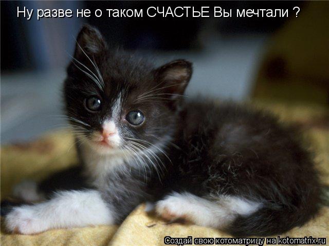 Ну разве не о таком СЧАСТЬЕ Вы мечтали ?... Котоматрица: Ну разве не о таком СЧАСТЬЕ Вы мечтали ?