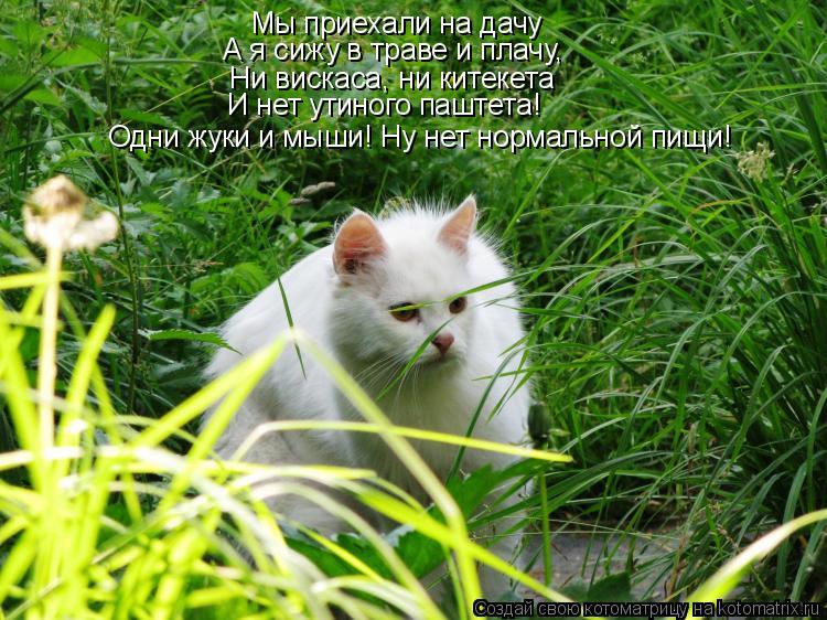 Мы приехали на дачу А я сижу в траве и плачу, Ни вискаса, ни китекета И нет утиного паштета! Одни жук... Котоматрица: Мы приехали на дачу А я сижу в траве и плачу, Ни вискаса, ни китекета И нет утиного паштета! Одни жуки и мыши! Ну нет нормальной пищи!