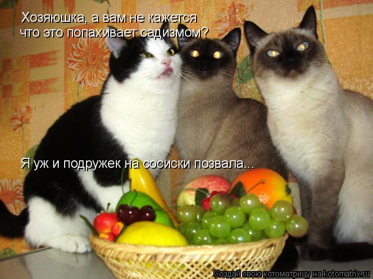Хозяюшка, а вам не кажется что это попахивает садизмом? Я уж и подружек на сосиски позвала...... Котоматрица: Хозяюшка, а вам не кажется что это попахивает садизмом? Я уж и подружек на сосиски позвала...