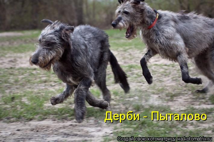 Дерби - Пыталово... Котоматрица: Дерби - Пыталово