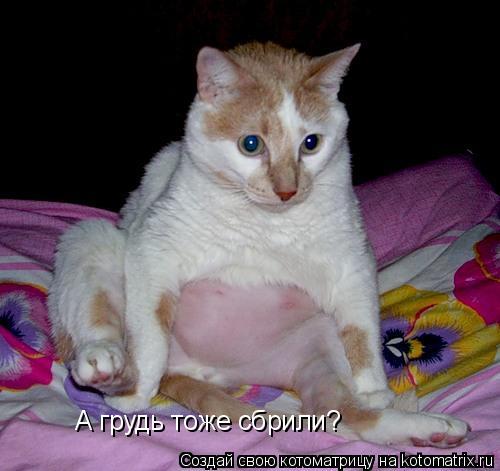 А грудь тоже сбрили?... Котоматрица: А грудь тоже сбрили?