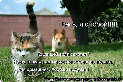 Вась, я с тобой!!!!! Кошачьей воли захотел? Ну-ну, только нам мисочек-косточек не подают, нюня домаш... Котоматрица: Вась, я с тобой!!!!! Кошачьей воли захотел? Ну-ну, только нам мисочек-косточек не подают, нюня домашняя. Хорошо подумай!