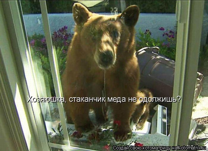 Хозяюшка, стаканчик меда не одолжишь?... Котоматрица: Хозяюшка, стаканчик меда не одолжишь?