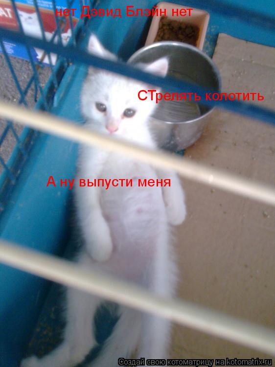 нет Дэвид Блэйн нет СТрелять колотить А ну выпусти меня... Котоматрица: нет Дэвид Блэйн нет СТрелять колотить А ну выпусти меня