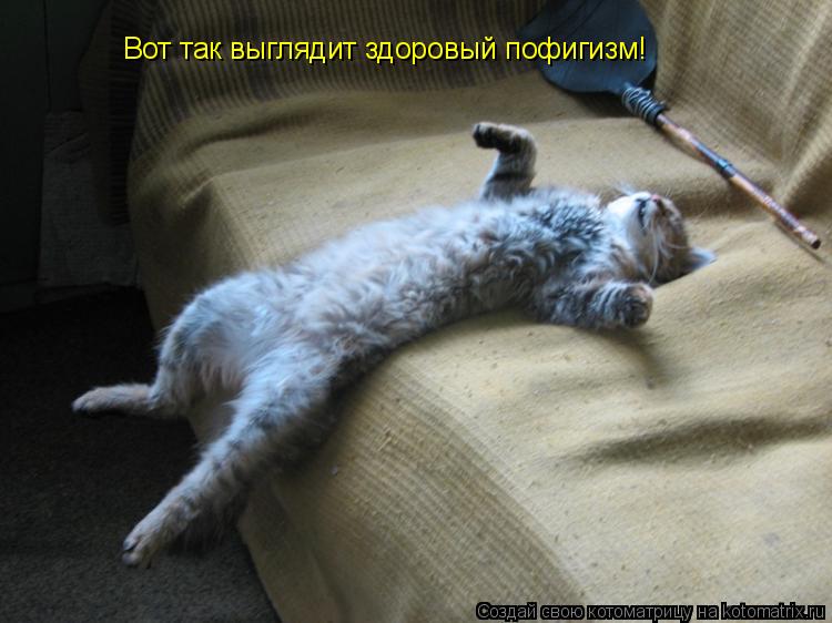 Вот так выглядит здоровый пофигизм!... Котоматрица: Вот так выглядит здоровый пофигизм!