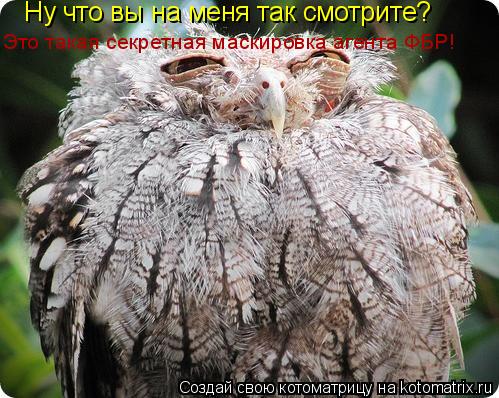 Ну что вы на меня так смотрите? Это такая секретная маскировка агента ФБР!... Котоматрица: Ну что вы на меня так смотрите? Это такая секретная маскировка агента ФБР!