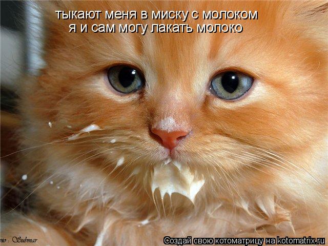 тыкают меня в миску с молоком я и сам могу лакать молоко... Котоматрица: тыкают меня в миску с молоком я и сам могу лакать молоко