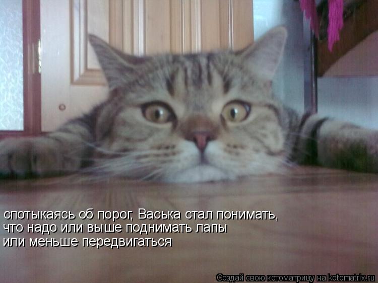 спотыкаясь об порог, Васька стал понимать, или меньше передвигаться что надо или выше поднимать лапы... Котоматрица: спотыкаясь об порог, Васька стал понимать, или меньше передвигаться что надо или выше поднимать лапы