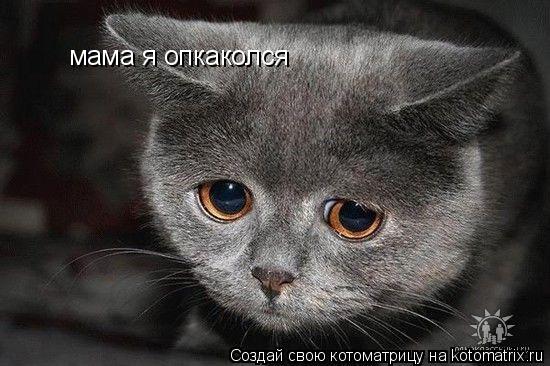 мама я опкаколся... Котоматрица: мама я опкаколся